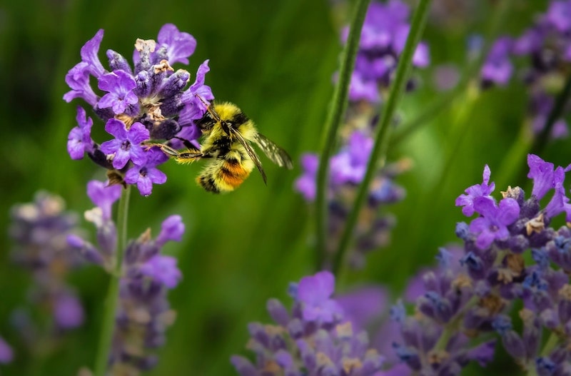 Planet-Saving School Holiday Fun For Creative Kids - Bees