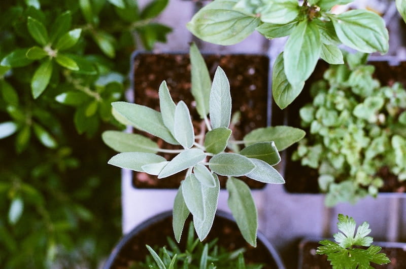 Planet-Saving School Holiday Fun For Creative Kids - Herb Garden